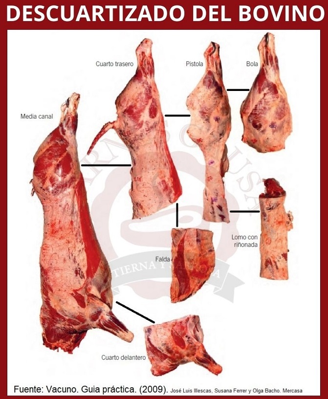 disección de ternera - Vuelta y Vuelta
